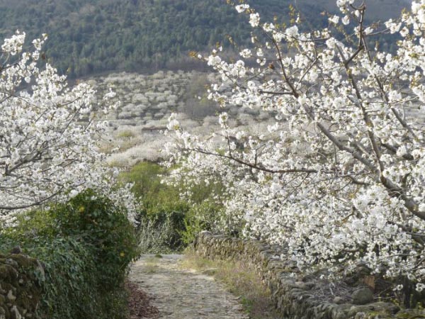 Cerezos en flor | Las Hurdes | Cáceres | Guía de Viaje de almaHurdes