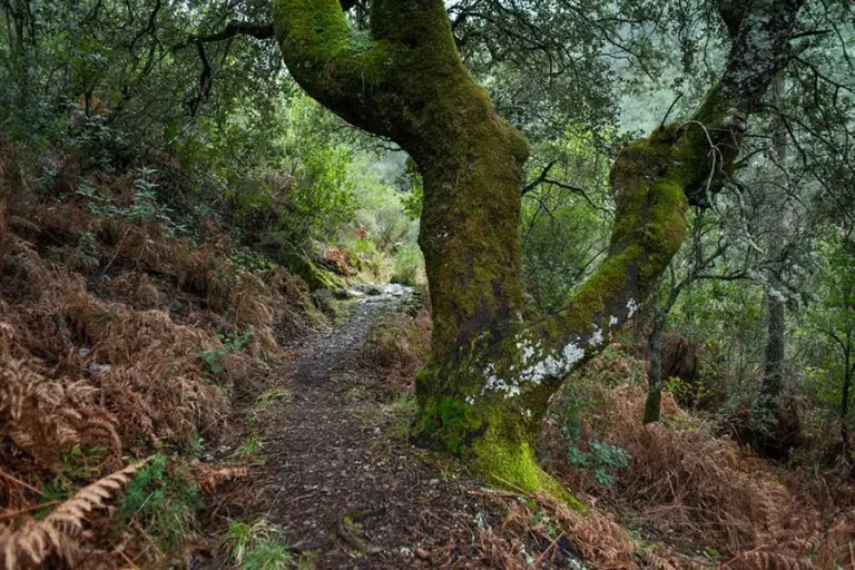 Valle de los Tejos